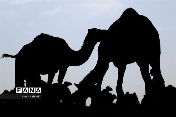 شتر‌های خور خور