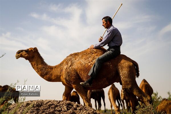 شتر‌های خور خور