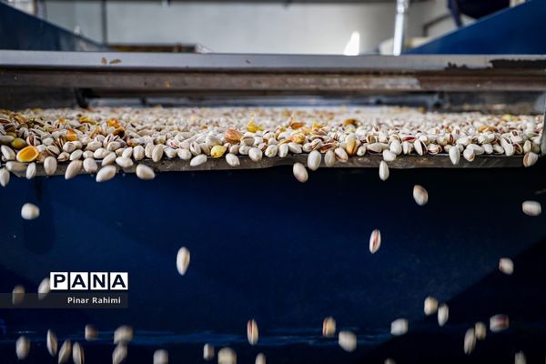 برداشت پسته در بخش ایلخچی