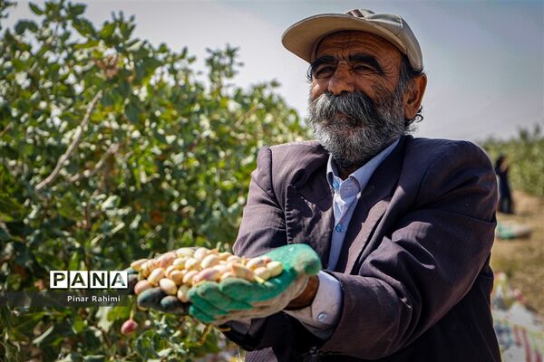 برداشت پسته در بخش ایلخچی