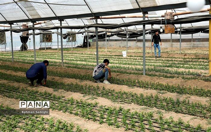 ۵ هزار و ۷۰۰ هکتار زمین کشاورزی هنرستان‌ها امسال زیر کشت محصولات غذایی خواهد رفت