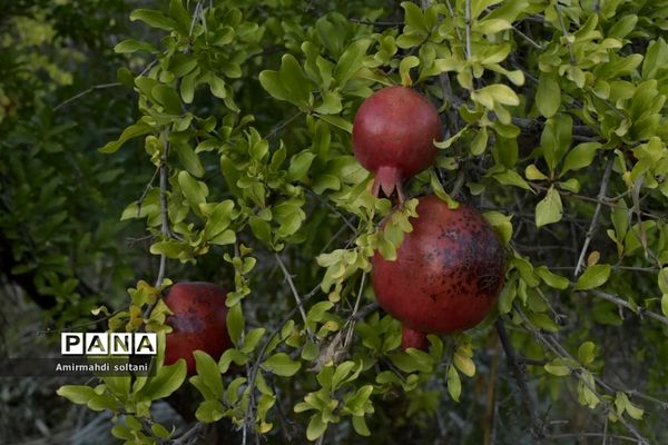 برداشت یاقوت