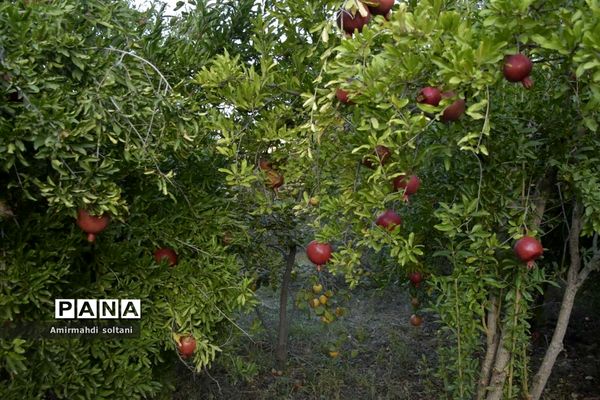 برداشت یاقوت