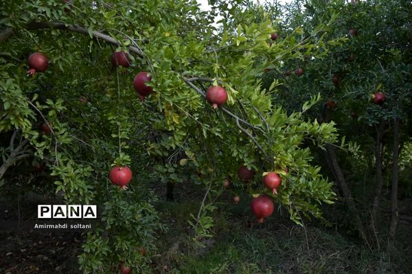 برداشت یاقوت