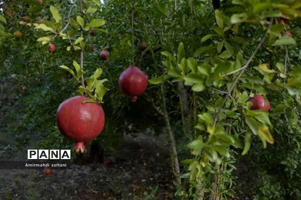 برداشت یاقوت