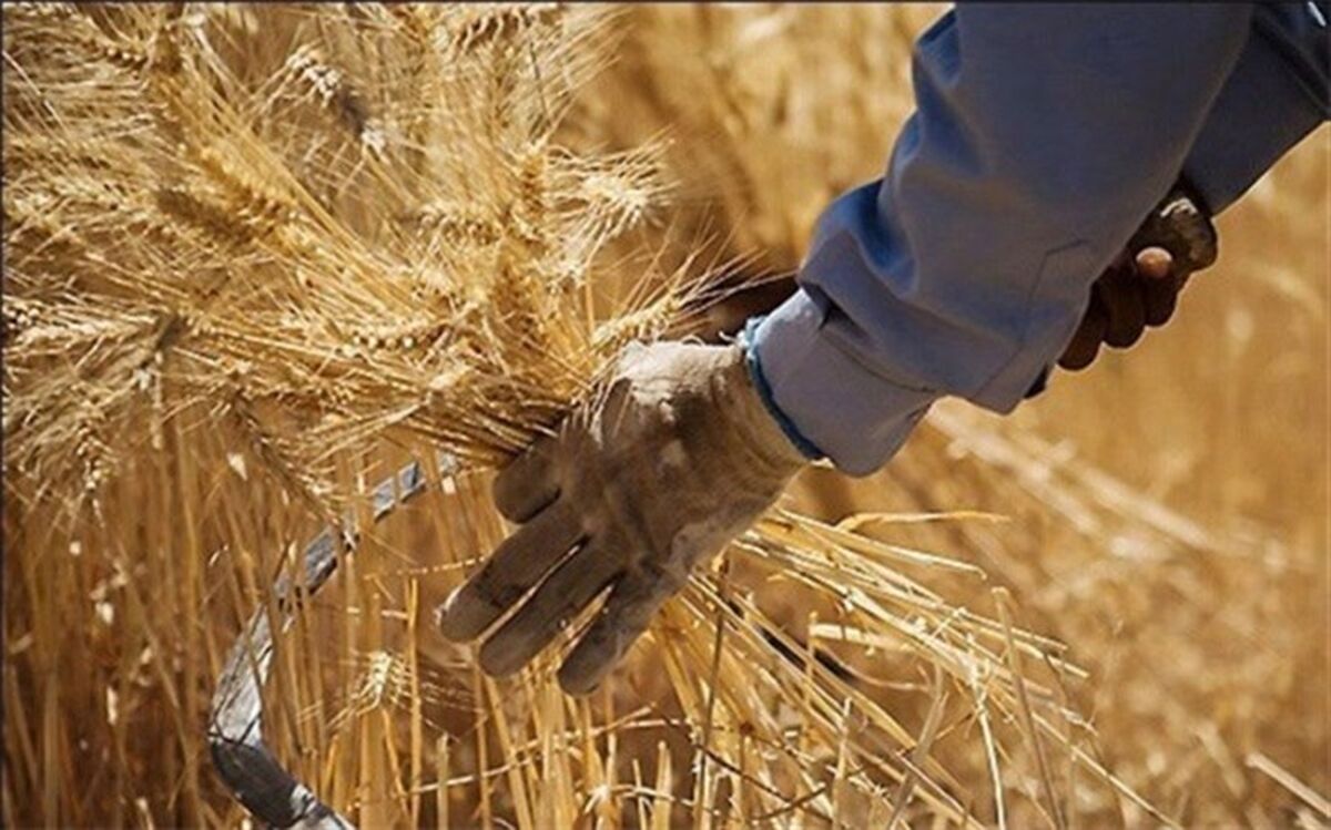 ۱۱ هزار میلیارد تومان دیگر از مطالبات گندمکاران پرداخت شد