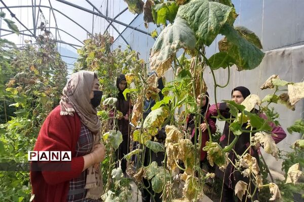 بازدید  از مزرعه للوک در بلده