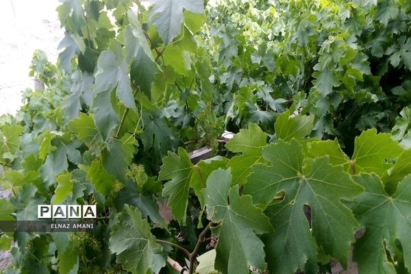 از غوره تا حلوا