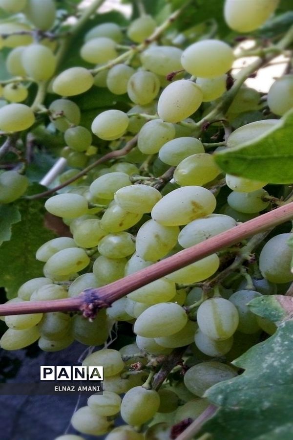 از غوره تا حلوا