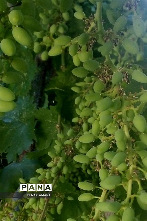 از غوره تا حلوا