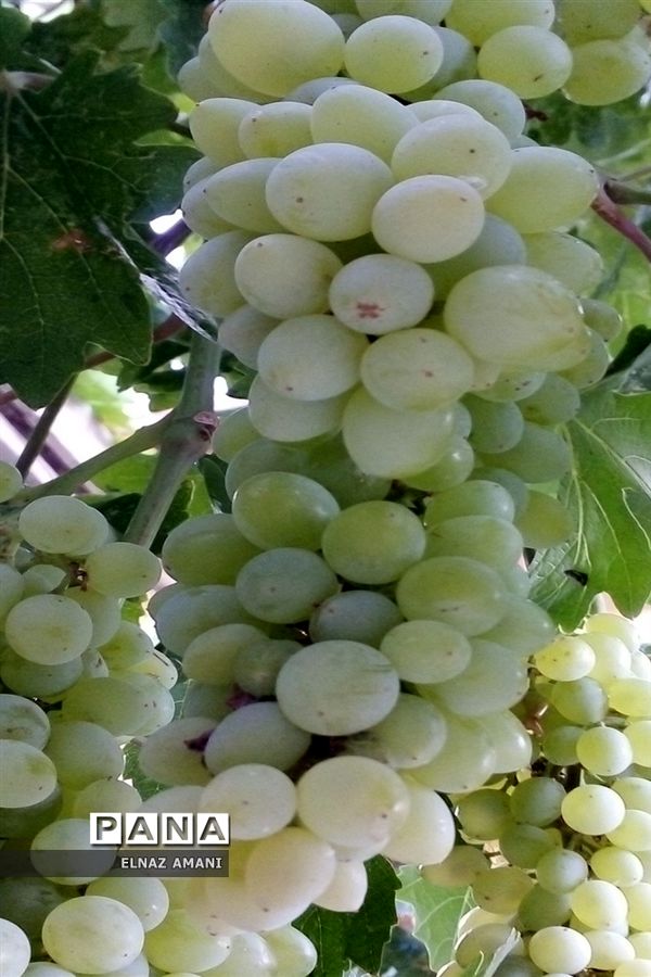 از غوره تا حلوا