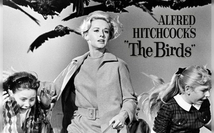 هیچکاک در شبکه نمایش خانگی