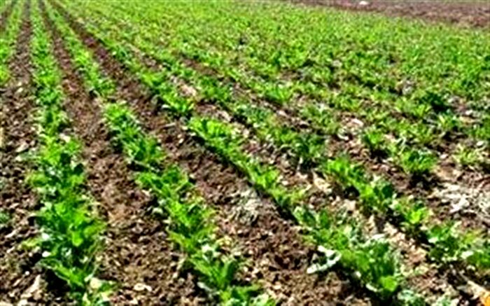 برداشت ۱.۴ میلیون تن چغندر قند بهاره تاکنون