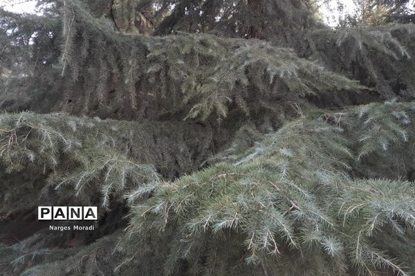 باغ گیاه‌شناسی ملی ایران