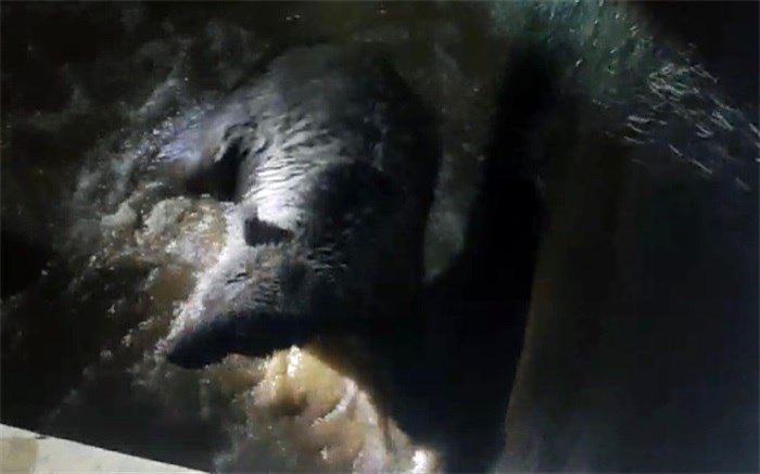 نجات یک قلاده خرس در شمیرانات