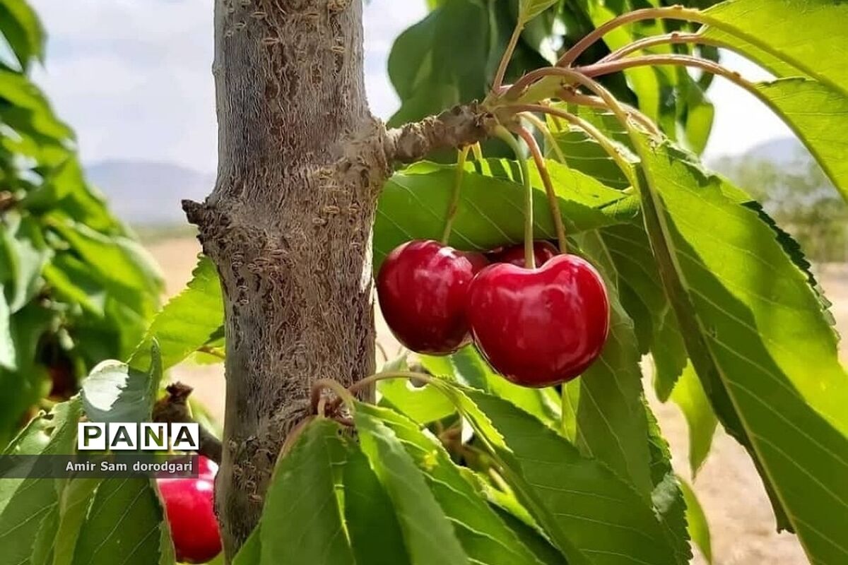 برداشت ​۵۲۰ هزار تن گیلاس و آلبالو از باغات کشور