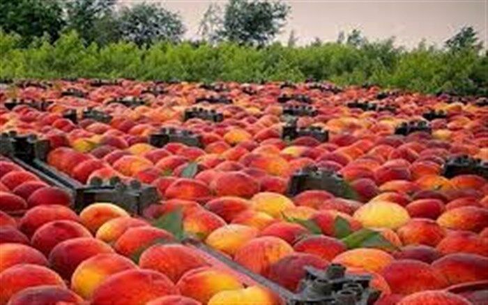 صادرات هلو و شلیل به کشورهای حوزه خلیج فارس