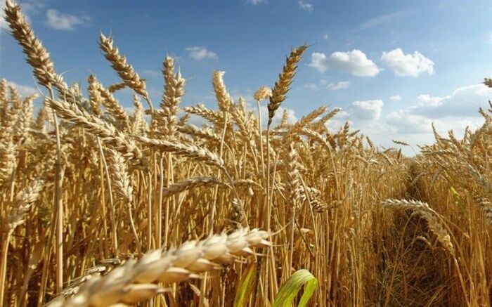 آغاز برداشت گندم در مزارع استان اردبیل