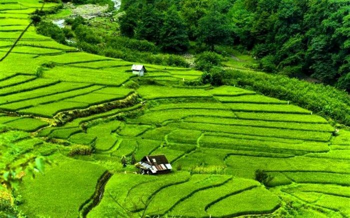 افتتاح اولین مزرعه هوشمند شالیزاری در ایران