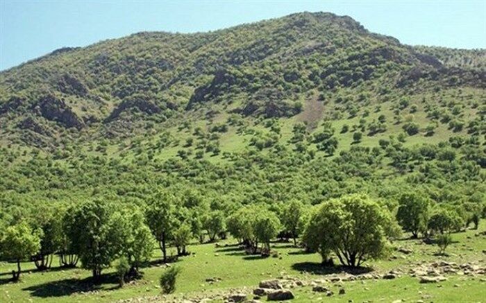 تدوین طرح تولید ۱۰ میلیون نهال جنگلی توسط زنان روستایی و عشایری