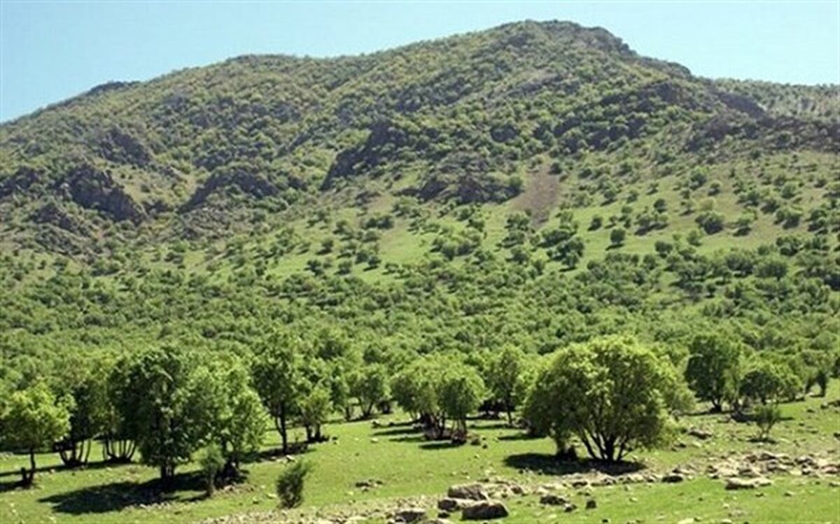 تدوین طرح تولید ۱۰ میلیون نهال جنگلی توسط زنان روستایی و عشایری