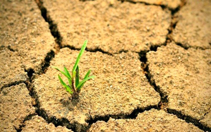 بیابان‌زدایی امری ضروری برای افزایش سلامت جامعه است