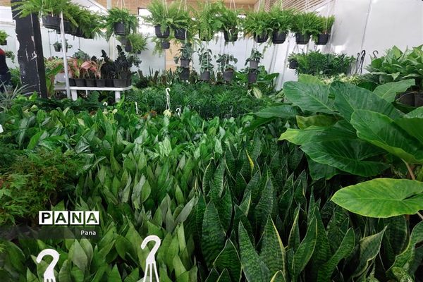 نمایشگاه گل و گیاه در تبریز