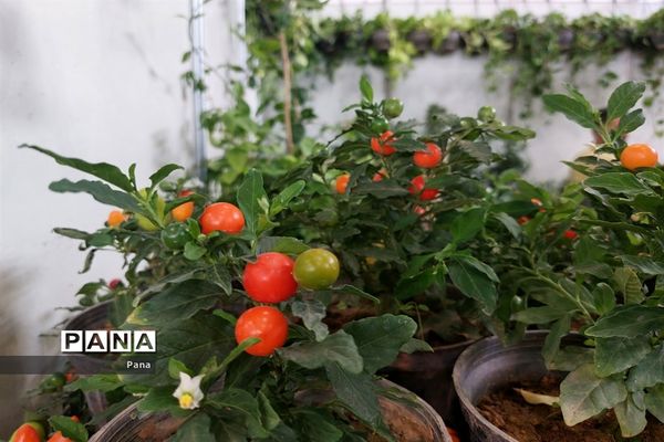 نمایشگاه گل و گیاه در تبریز