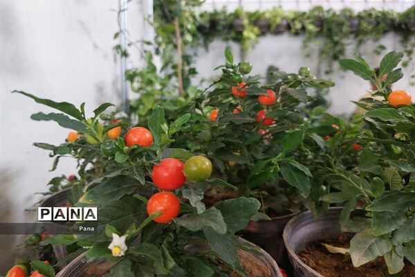 نمایشگاه گل و گیاه در تبریز