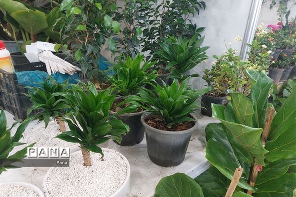 نمایشگاه گل و گیاه در تبریز
