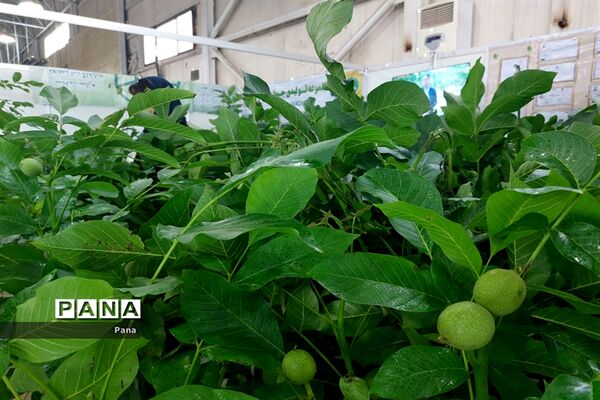 نمایشگاه گل و گیاه در تبریز