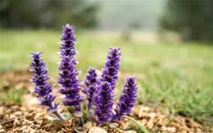 معرفی تعدادی از گیاهان خودرو در کوهستان‌ها اطراف رودهن/ فیلم