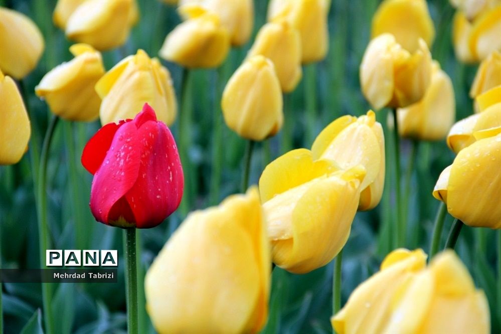 گل و گیاه در طبیعت زیبای ارومیه