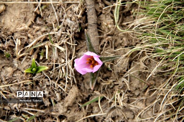گل و گیاه در طبیعت زیبای ارومیه