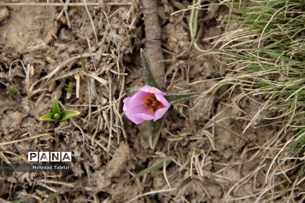 گل و گیاه در طبیعت زیبای ارومیه