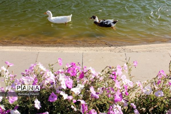 گل و گیاه در طبیعت زیبای ارومیه