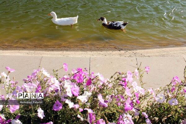 گل و گیاه در طبیعت زیبای ارومیه