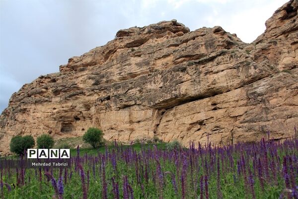گل و گیاه در طبیعت زیبای ارومیه