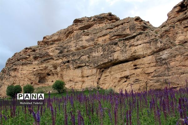 گل و گیاه در طبیعت زیبای ارومیه