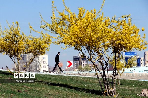 گل و گیاه در طبیعت زیبای ارومیه