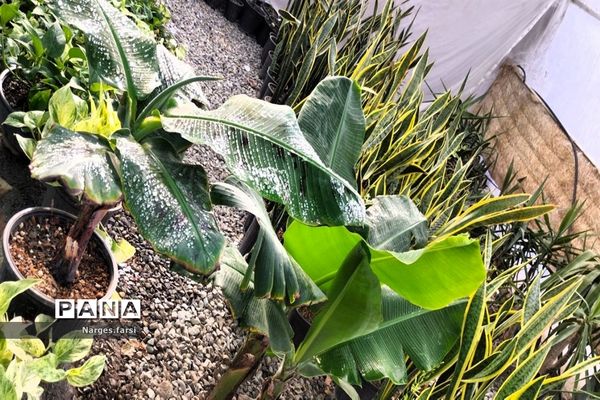 احداث اولین گلخانه روستای باقرآباد قم در روز ملی گل و گیاه