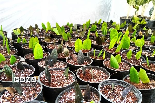 احداث اولین گلخانه روستای باقرآباد قم در روز ملی گل و گیاه