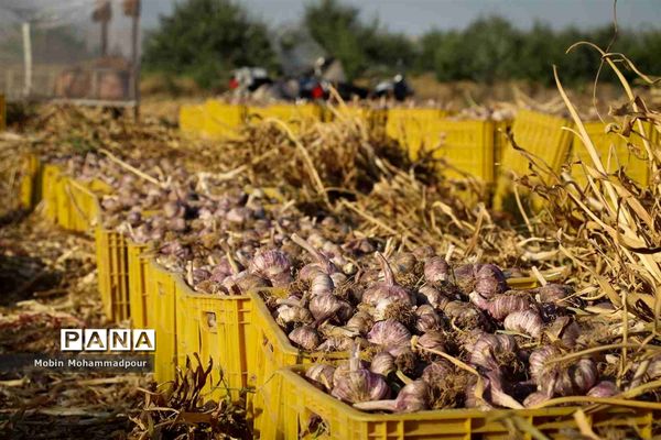 تیمورلو، پایتخت سیر ایران