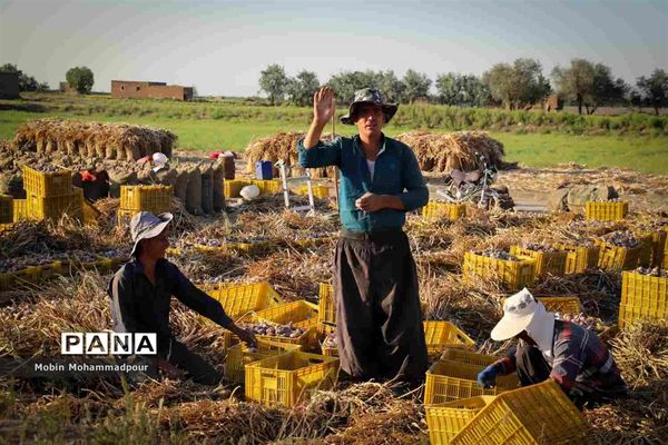 تیمورلو، پایتخت سیر ایران