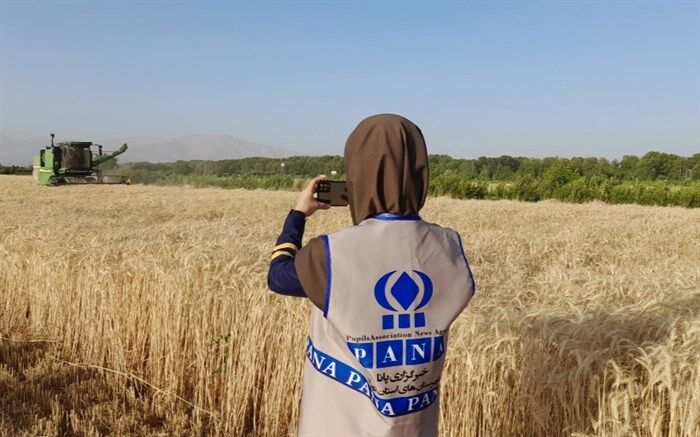 برداشت گندم از مزارع ملارد/فیلم