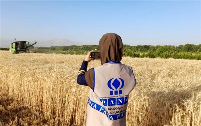 برداشت گندم از مزارع ملارد/فیلم