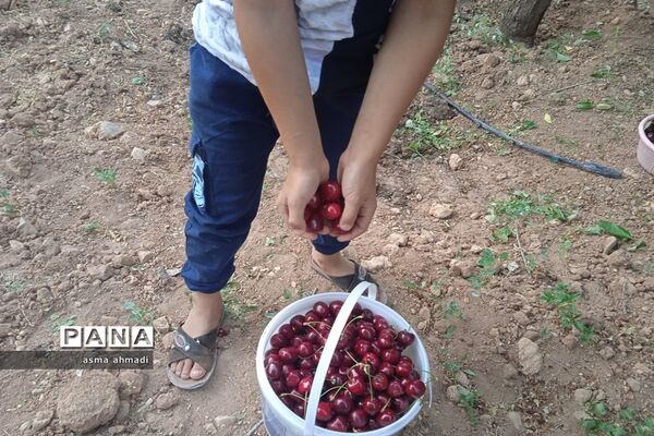 آغاز برداشت گیلاس در شهرستان بن