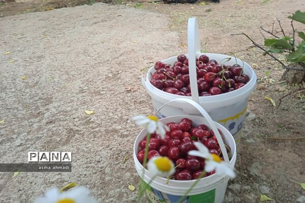 آغاز برداشت گیلاس در شهرستان بن