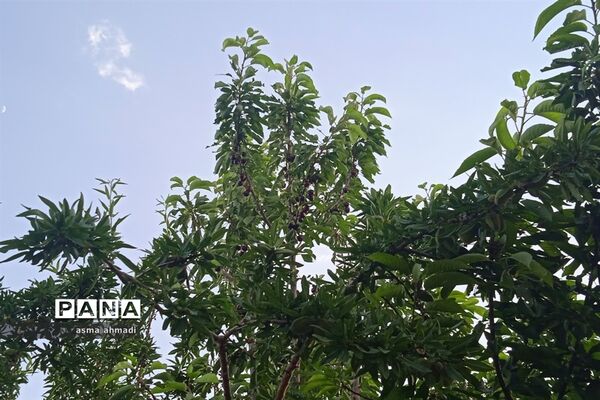 آغاز برداشت گیلاس در شهرستان بن