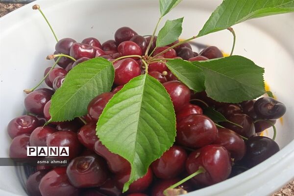 آغاز برداشت گیلاس در شهرستان بن